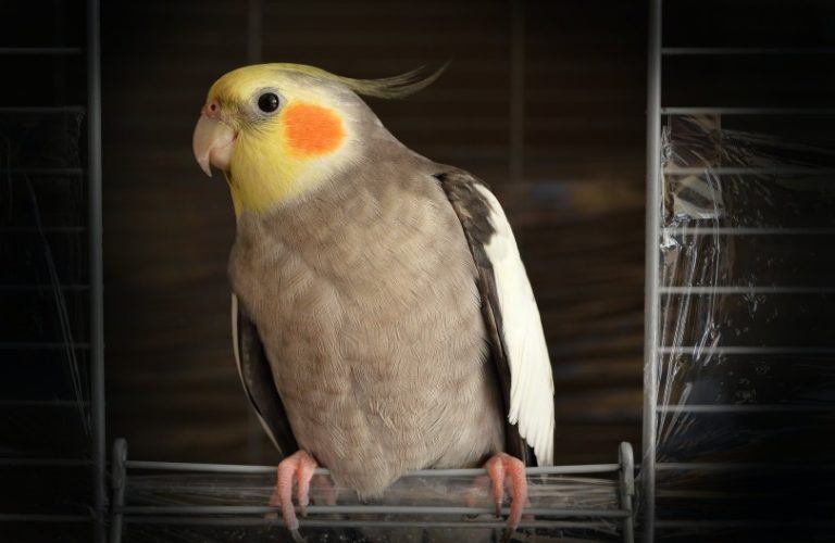 How To Choose The Right Cage Size For Cockatiels Important Care Tips