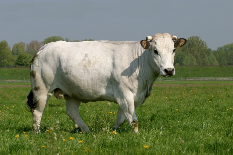 Chianina Cattle Breed Facts Uses Pictures Origins Characteristics Pet Keen