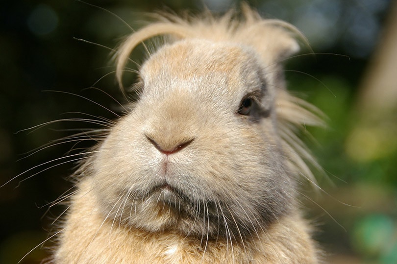 Funny rabbit closeup with disheveled hair