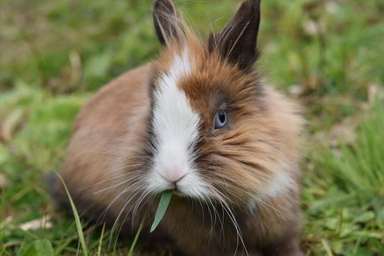 funny dwarf rabbit eating a leaf