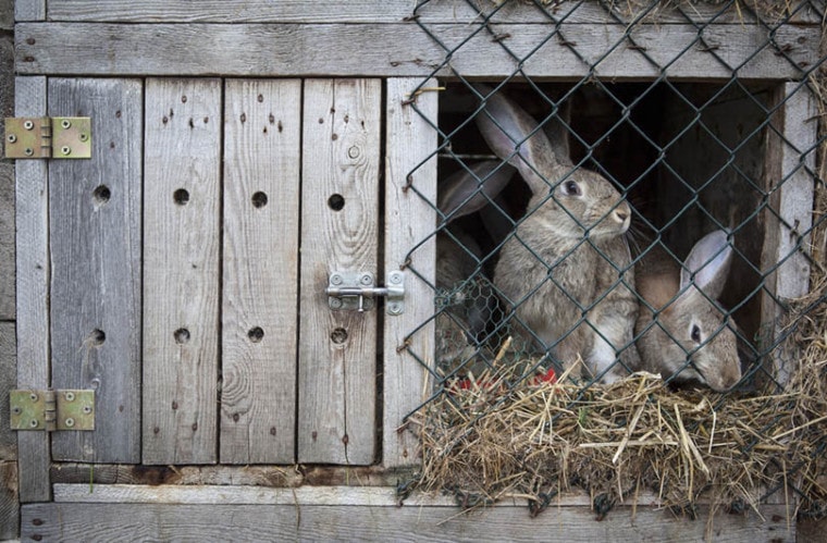 rabbits in a wooden hutch