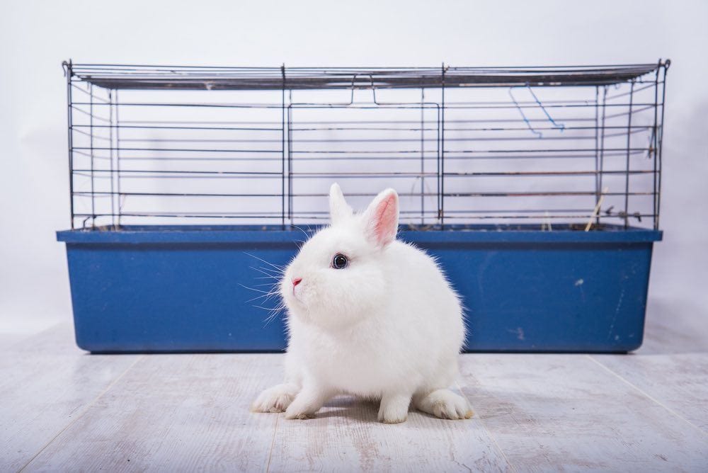 little white rabbit on vinyl floor with cage