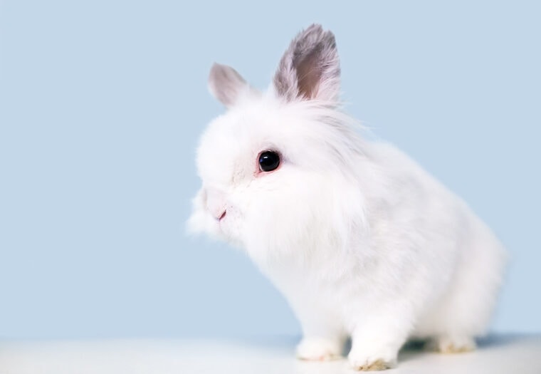 fluffy white Jersey Wooly rabbit