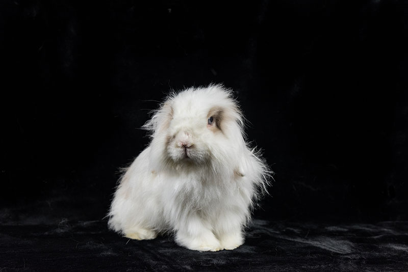 Frontal view of a white American Fuzzy Lop rabbit on a black background