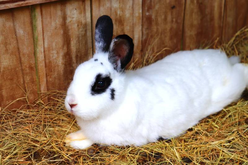 American bunny rabbit sitting in hay