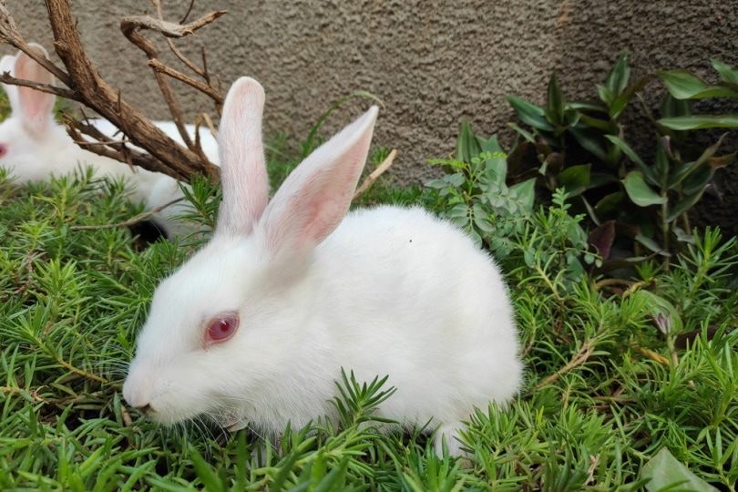 Blanc De Termonde Rabbit in the grass