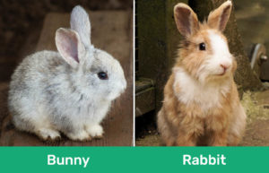 Bunny vs. Rabbit: What’s the Difference? (With Pictures) | Pet Keen