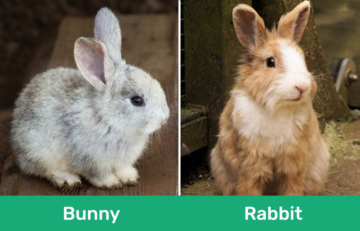 Bunny vs Rabbit side by side
