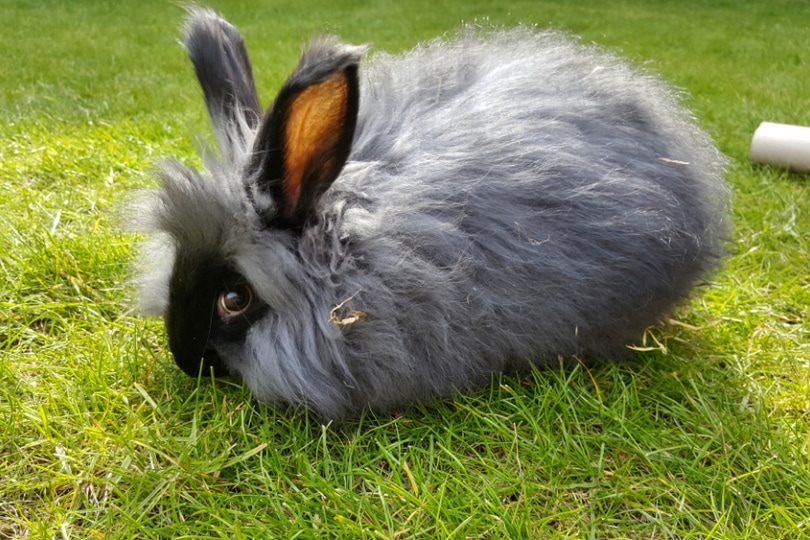 English angora rabbit sitting in the grass