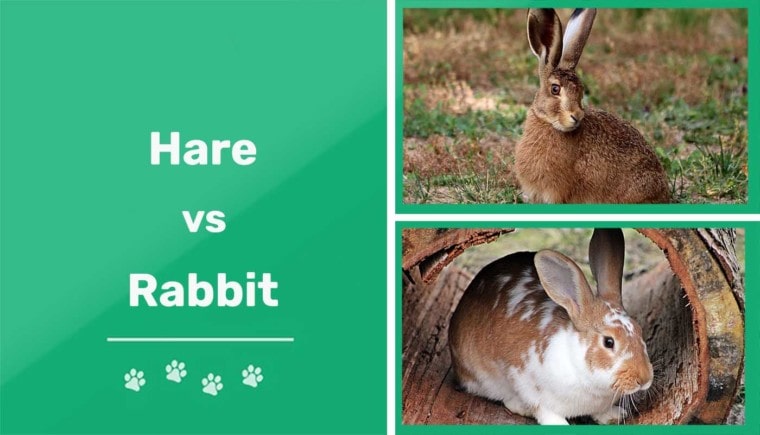Hare vs Rabbit featured image