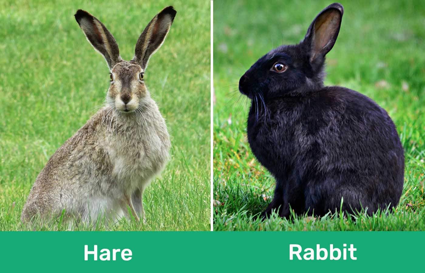 Hare vs Rabbit side by side