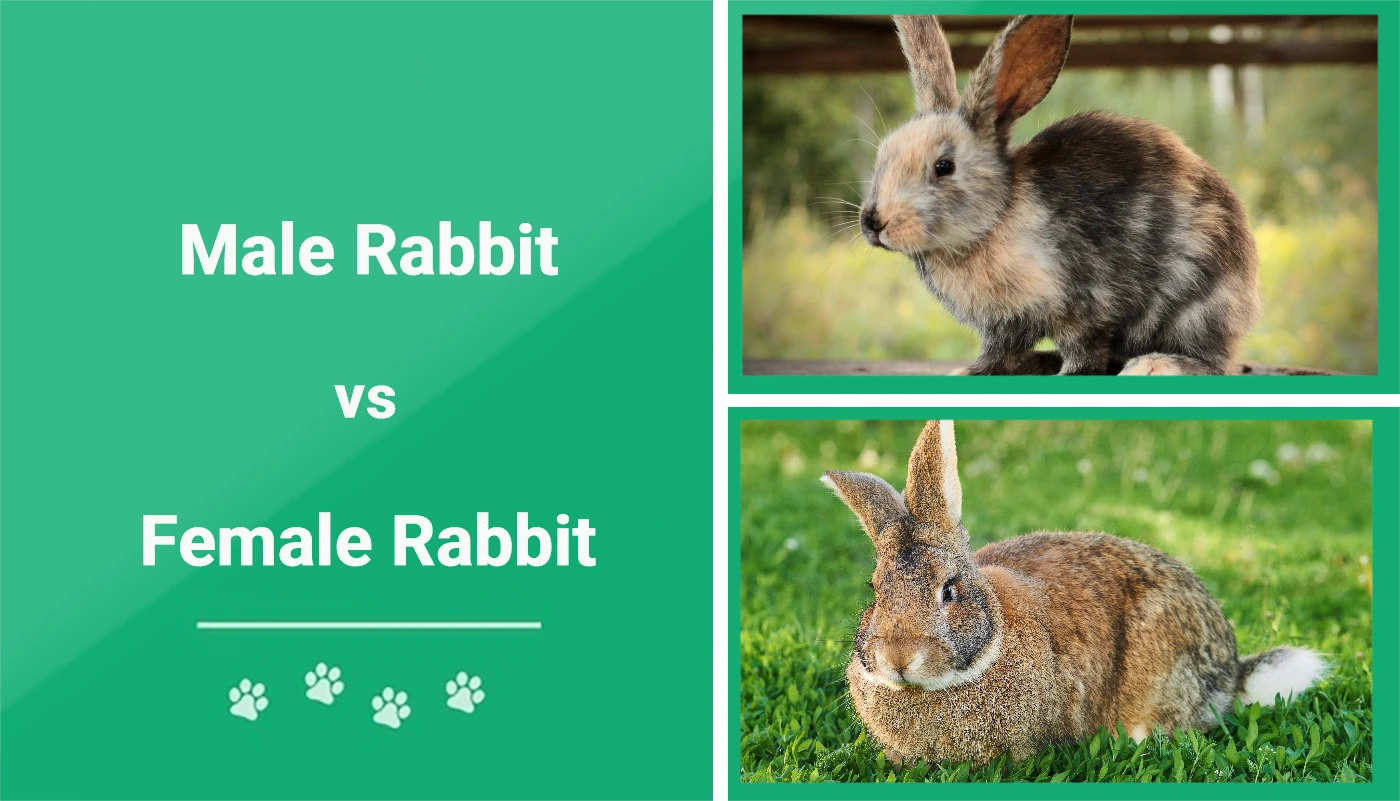 Knowing the differences between male and female rabbits can be ...