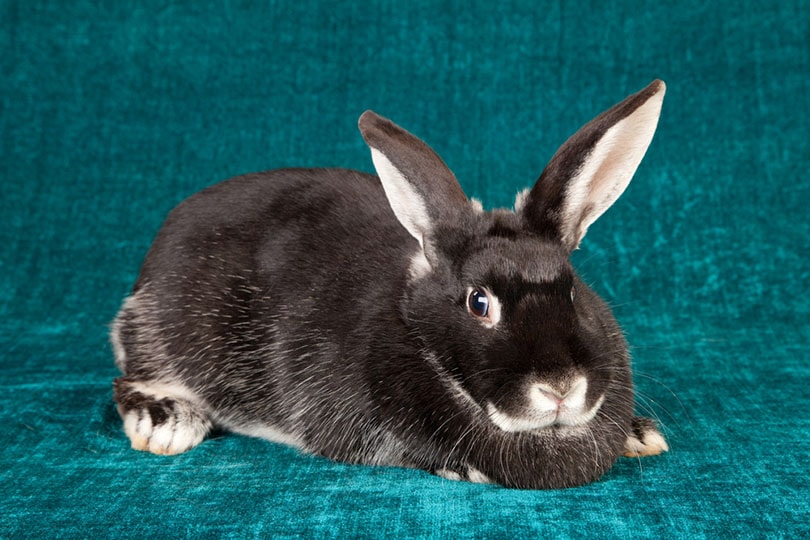 Silver Fox rabbit on teal green background