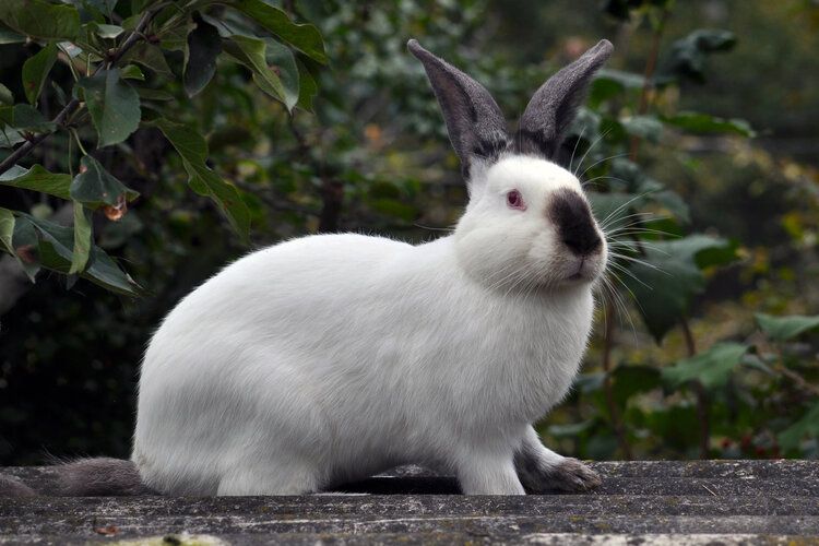 california rabbit