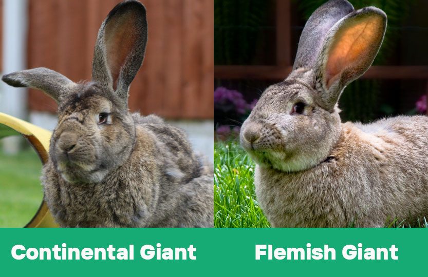 Continental Vs Flemish Giant Rabbits: Key Differences To Tell Them ...