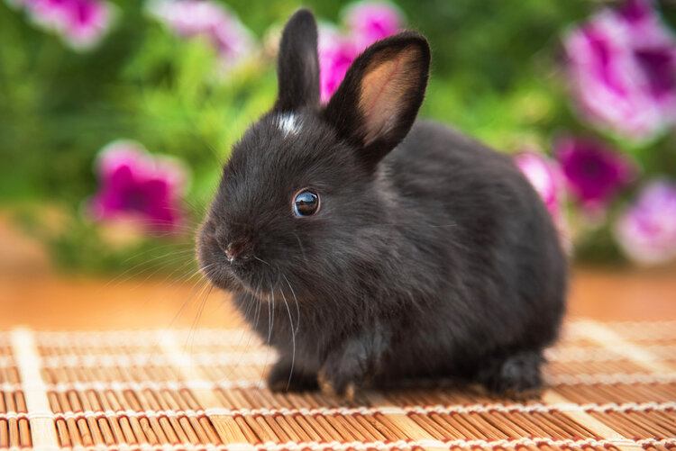 cute beautiful black rabbit