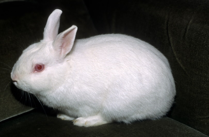 dwarf polish rabbit