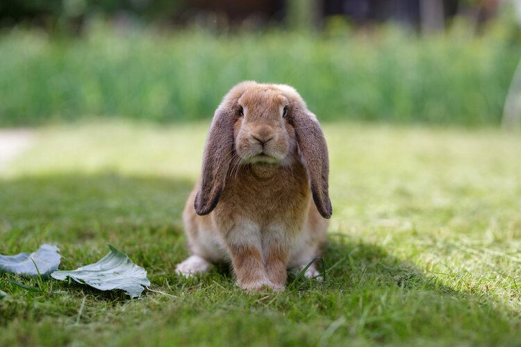 french lop