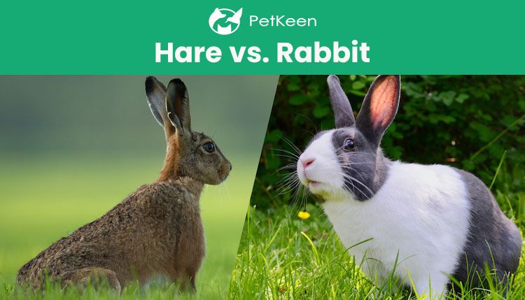 Hare Vs Rabbit What S The Difference With Pictures Pet Keen