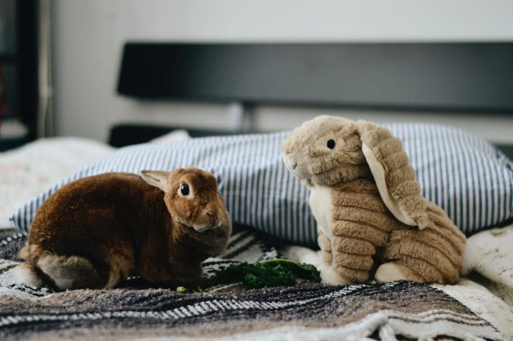 8 Easy Diy Rabbit Toys You Can Make At Home With Pictures Pet Keen