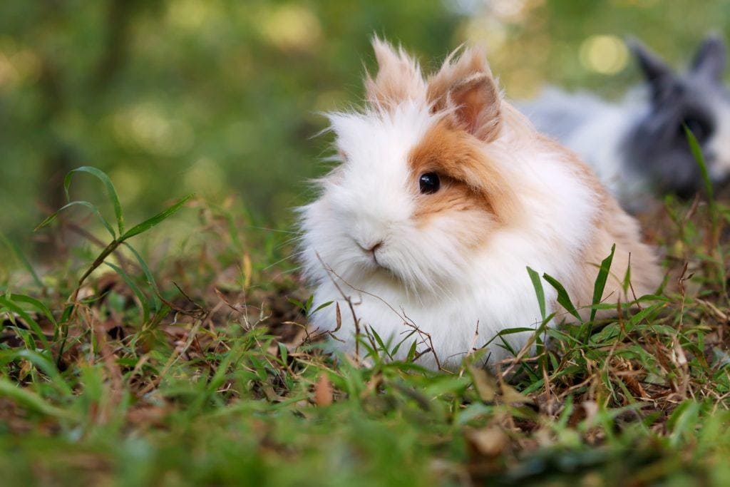 How Lengthy Does a Pet Lionhead Rabbit Reside? Common Lifespan & Info ...