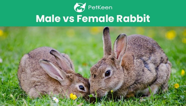 Are female bunnies smaller than males