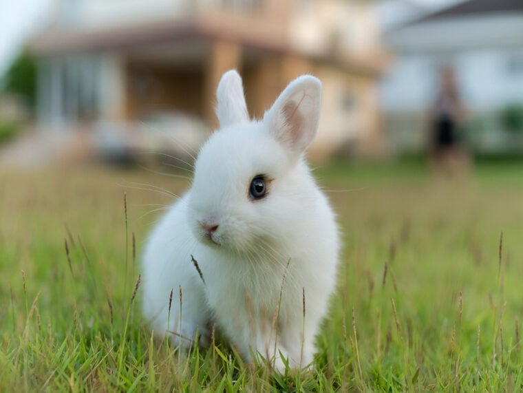 Netherland dwarf rabbit on the lawn