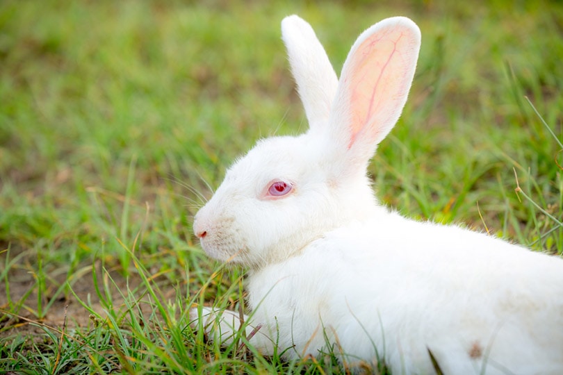 white satin rabbit lying on green grass field