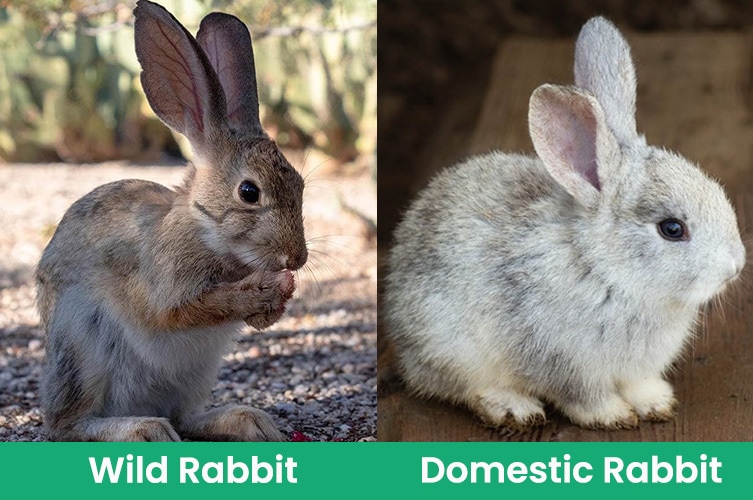 Wild vs. Domestic Rabbits: What's the Difference? (With Pictures) | Pet Keen