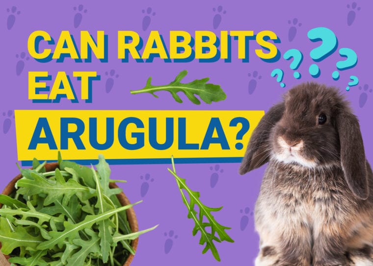 Can Rabbits Eat Arugula