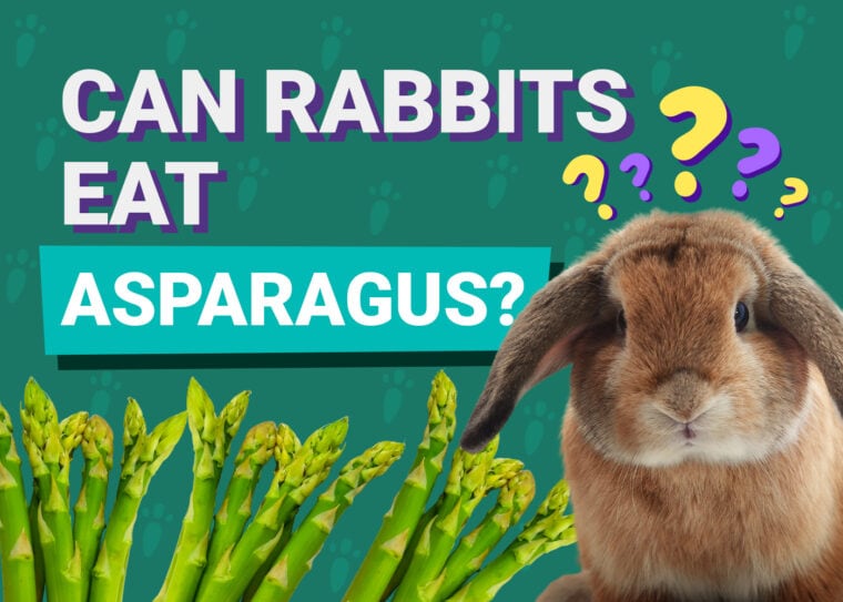 Can Rabbits Eat_asparagus