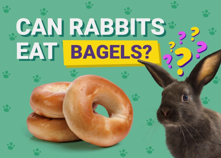 Can Rabbits Eat bagels