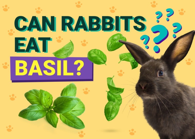 Can Rabbits Eat basil