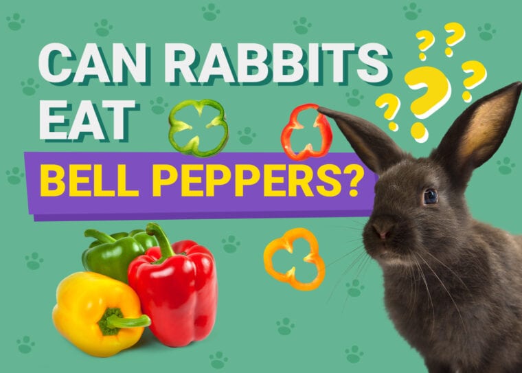 Can Rabbits Eat bell pepper