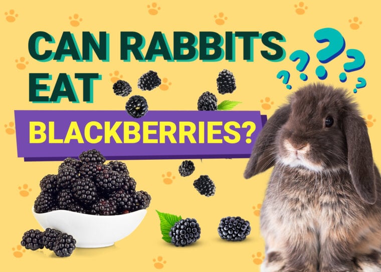 Can Rabbits Eat blackberries
