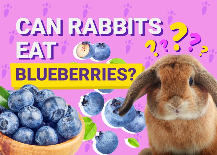 Can Rabbits Eat_blueberries