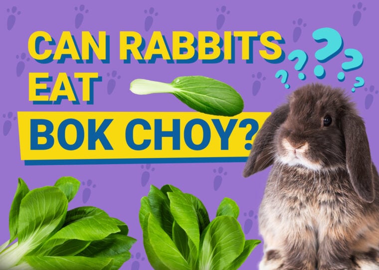 Can Rabbits Eat bok choy