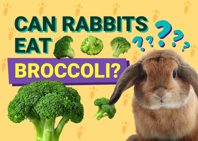 Can Rabbits Eat broccoli