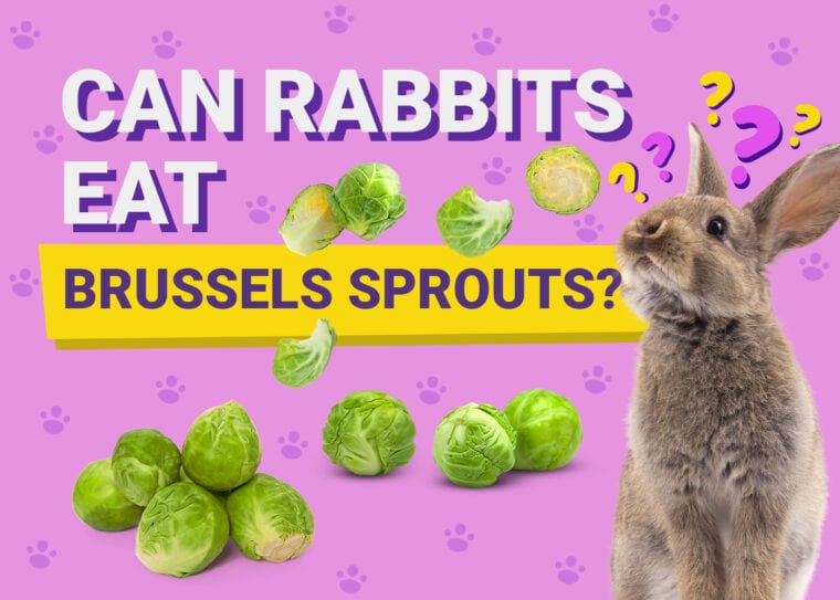 PetKeen_Can Rabbits Eat_brussels sprouts