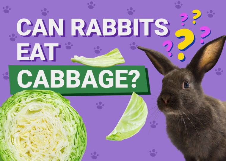 Can Rabbits Eat cabbage