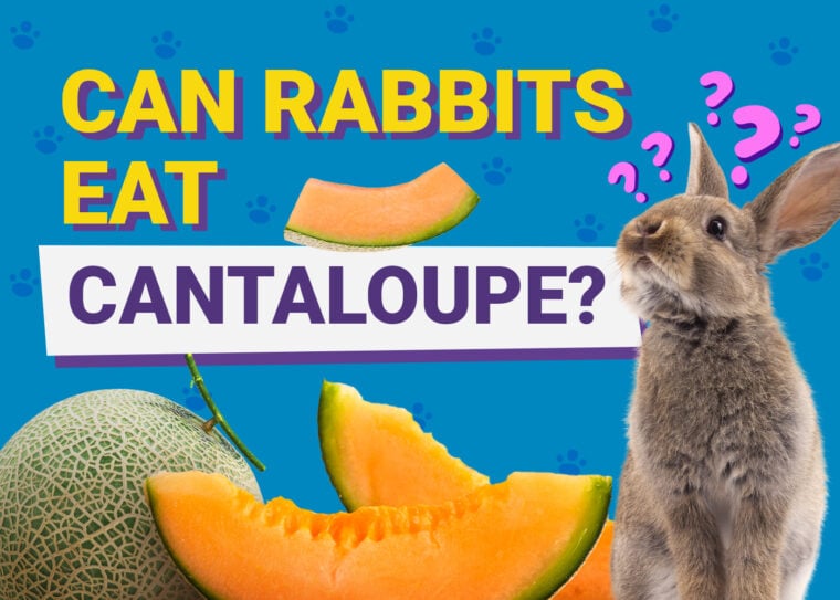 Can Rabbits Eat cantaloupe