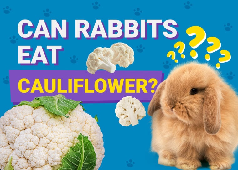 Can Rabbits Eat cauliflower
