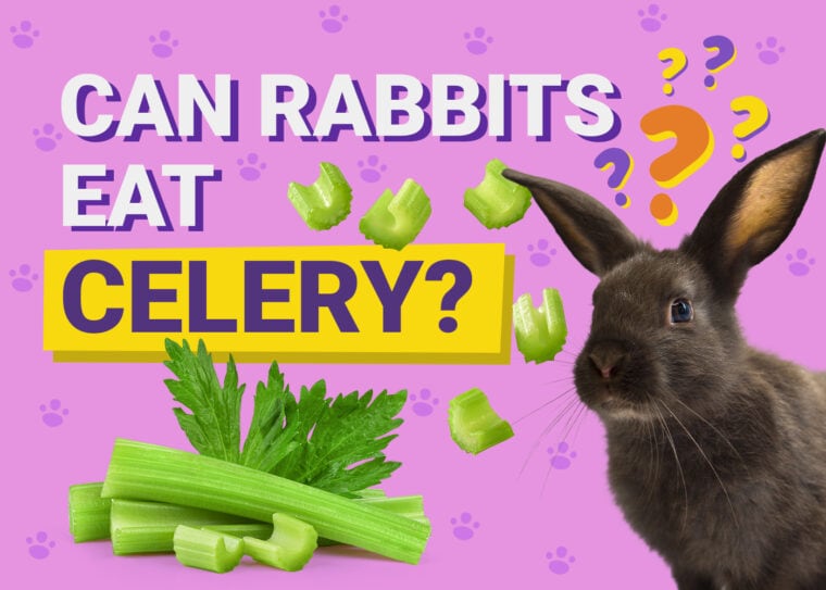 Can Rabbits Eat celery