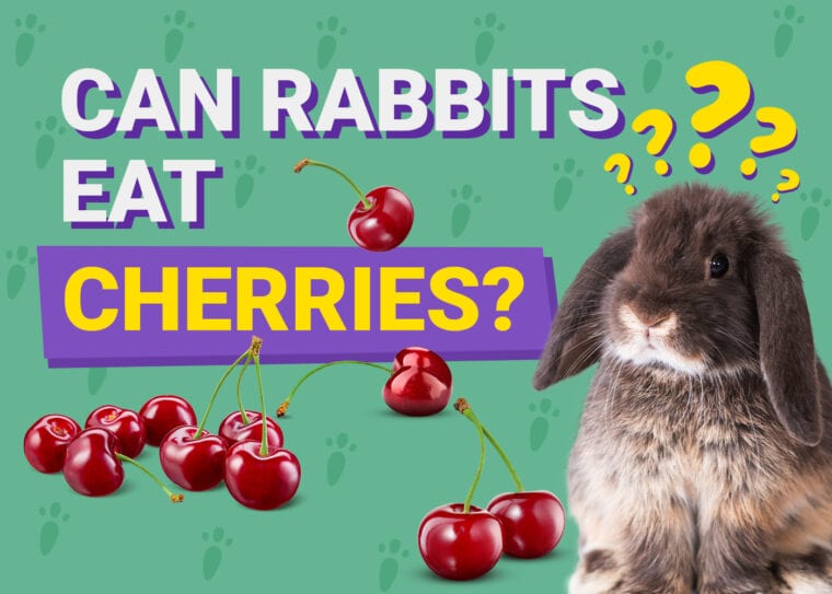 Can Rabbits Eat cherries