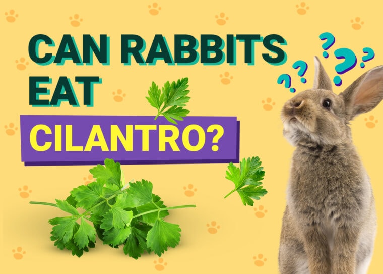 Can Rabbits Eat cilantro