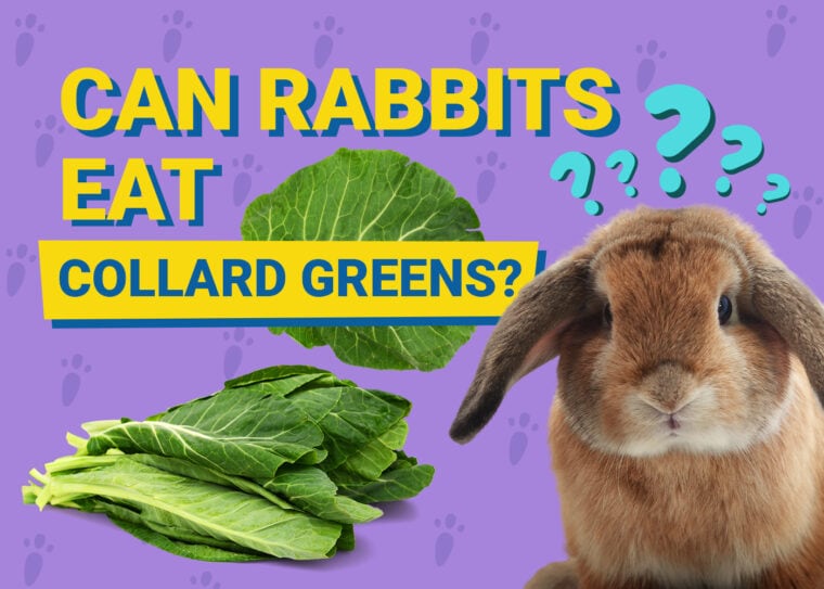 Can Rabbits Eat collard greens
