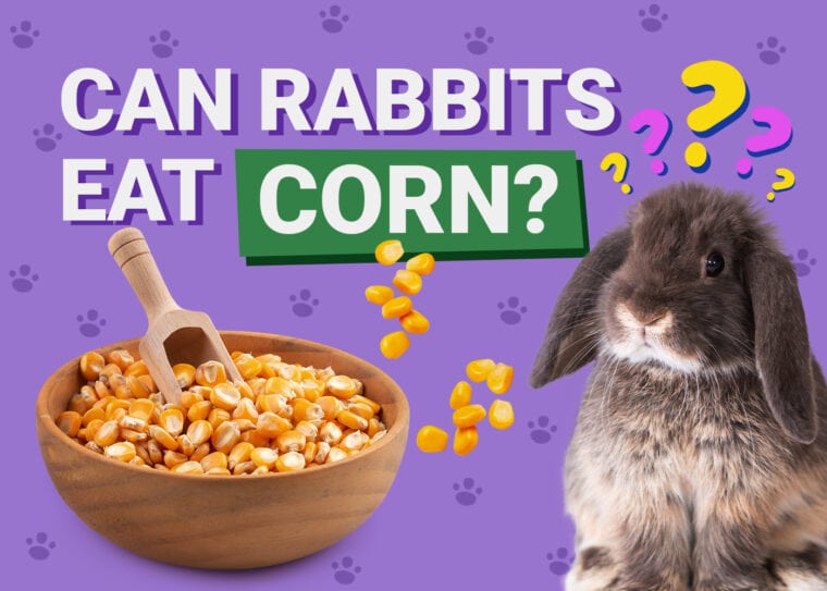 Can Rabbits Eat corn
