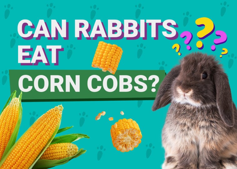 Can Rabbits Eat corn cobs