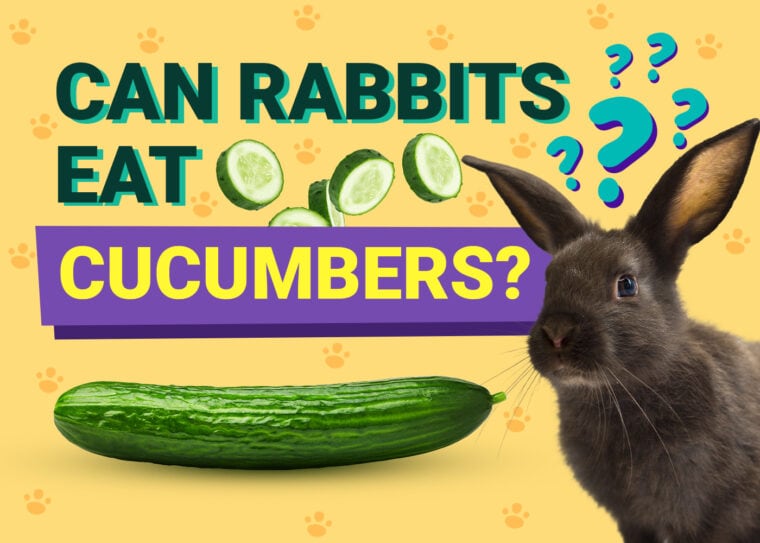 Can Rabbits Eat cucumbers