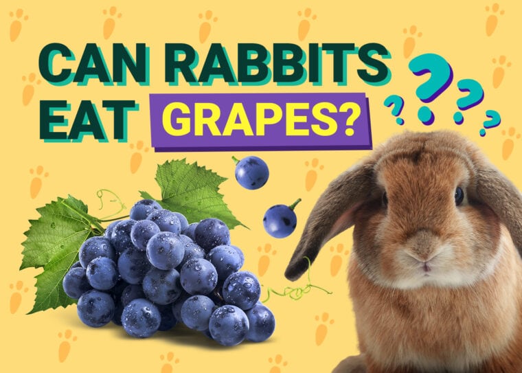 Can Rabbits Eat grapes